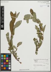 Foto von Salix pseudomedemii E. L. Wolf